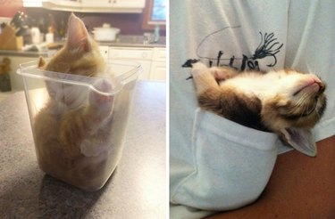 kittens sleeping in funny places