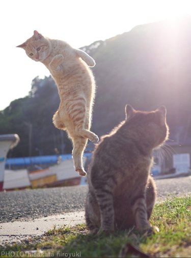 Photog Coaxes Cats Into Silly Kung Fu Poses With One Simple Trick