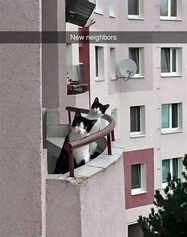 cats greet people on other balcony