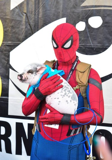 Man in Spider-Man costume holding a pig.