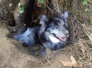 Dog in hole under exposed tree root system.