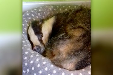 Hed: Family Wakes Up to Find a Badger in Their Cat's Bed