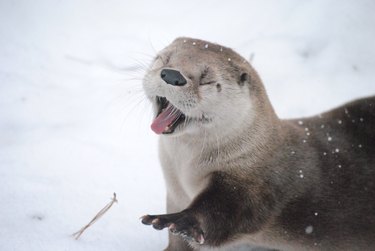 Otter in snow.