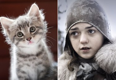 Top 10 Pet Names For Game of Thrones Fans