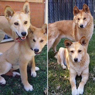 Side by side photos of dogs as a puppies and dogs as an adults.