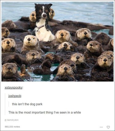 Just 22 hilarious Tumblr posts about dogs