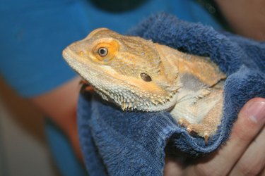 A Bearded Dragon wrapped in a blue towel