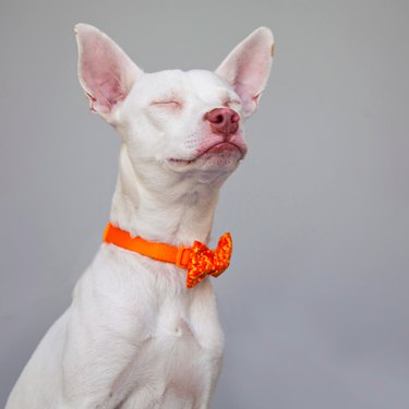 These Shelter Pet Photoshoot Bloopers Are Unbelievably Adorable