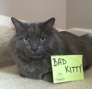 Cat with sign that says "Bad Kitty"