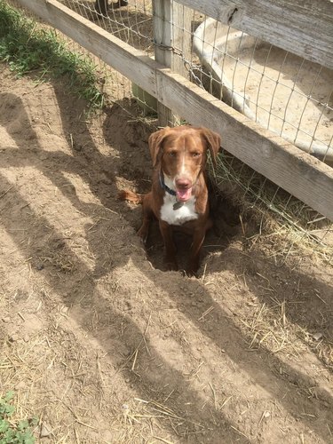 Dog sitting in hole next to fence.