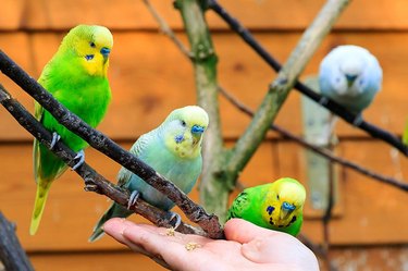 Budgerigar food clearance list