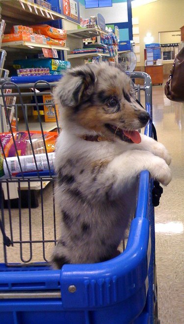 Dog in shopping cart at pet supply store