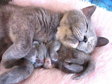 A mother cat sleeping with her kitten on a fluffy pink blanket.