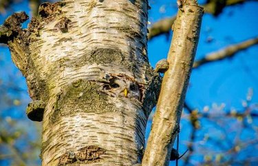 Only hawk-eyed bird lovers will be able to find every owl in these pictures