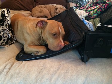Dog laying on suitcase.