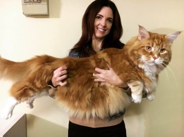 The world's longest house cat is a gentle ginger that eats raw kangaroo for dinner
