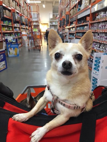 People are sharing pictures of dogs in shopping carts and we're soooo here for it