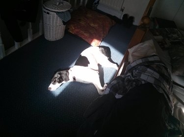 Dog lying in perfectly shaped patch of sun.