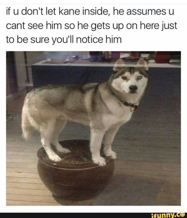 Picture through a window of a Husky standing on a large flower pot. Caption: if u don't let kane inside, he assumes u cant see him so he gets up on here just to be you'll notice him