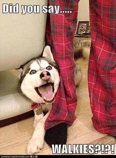 Excited dog.