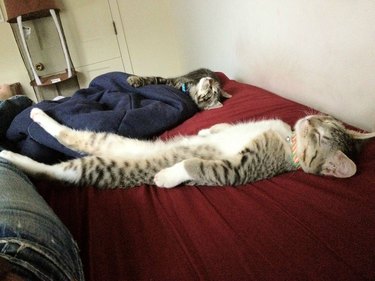 Two kittens sleeping flat on their backs like humans.