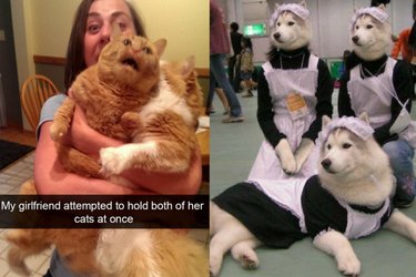 funny pet pictures you'll want to share