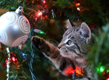 cat pawing at christmas tree ornament