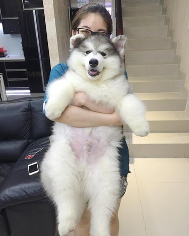 Plump Puppies Prove All The Good Things In Life Are Chubby
