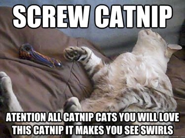 16 Signs Your Cat Is Hooked on Catnip