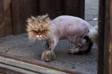Top 10 Cats With Bad Haircuts