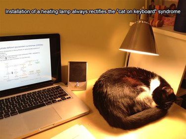 Cat sleeping under a lamp next to a laptop. Caption: Installation of a heating lamp always rectifies the "cat on keyboard" syndrome