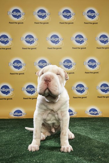 The lineups for Puppy Bowl 2018 have been revealed and OMG!
