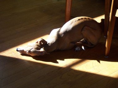 Dog twisted in triangular patch of sun.