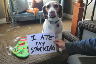 Dog licking its laps next to torn Christmas stocking next to sign that says "I ate my stocking."