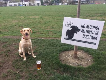 21 Dogs Who Play by Their Own Rules