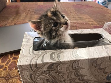 Missing kitten found sleeping in tissue box
