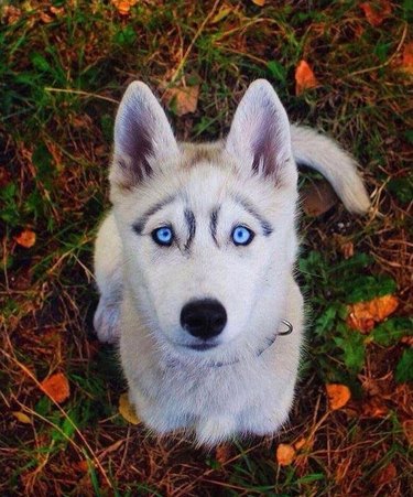 Husky looking directly into camera