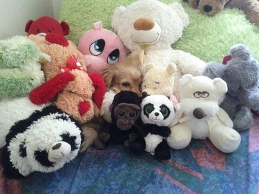 Small dog hidden in pile of stuffed animals.