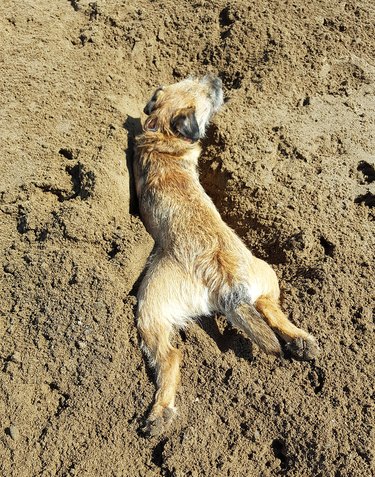 Dog lying in sand on stomach with legs spread behind it