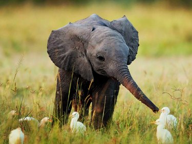 Baby elephant and egrets