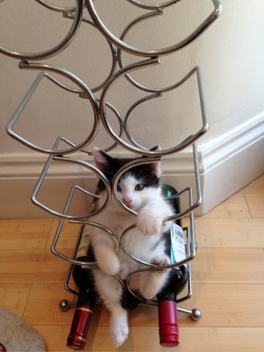 Cats Fitting Themselves into Weird Spaces