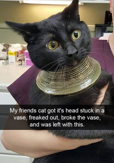 cat gets stuck in vase