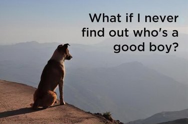 existential dog