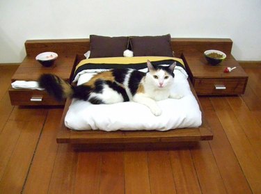 Cat with his own bedroom set