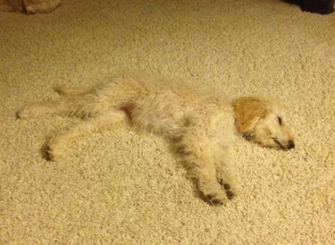 A dog with curly white hair blends in with the surrounding carpet.