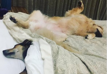 dogs are unapologetic bed hogs