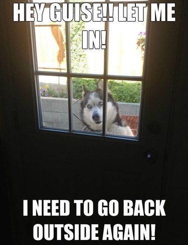 Husky standing outside garden door. Caption: Hey guise!! Let me in! I need to go back out again!"