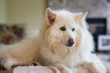 Whit dog on blanket in living room