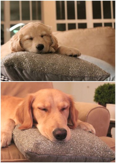 cute dog resting his head on a pillow as a puppy and as a big dog