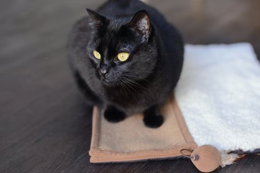 A black cat laying on a scratching pad
